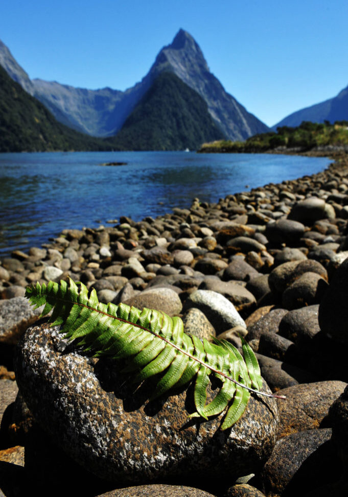 Silver fern leaves on a rock against Mitre Peak at the background in Fiordland National Park, southern Island, New Zealand.